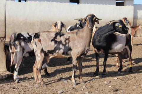 cabras de Fuerteventura