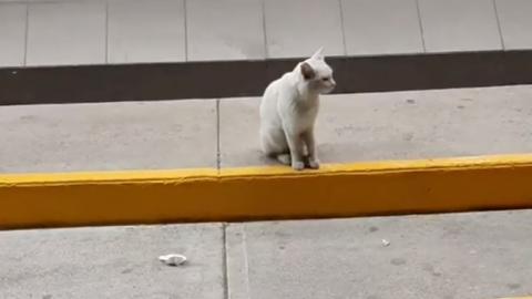 Gato callejero 