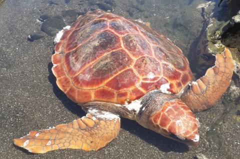 Tortuga rescatada. Gran Canraia 