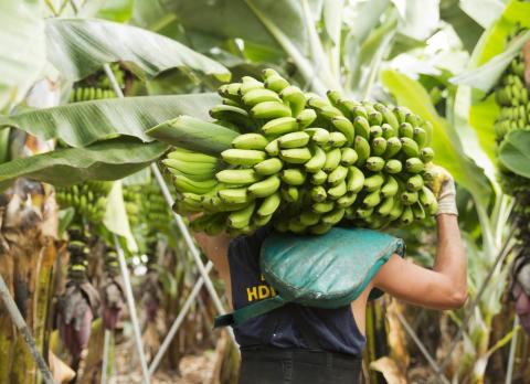 Agricultura. Canarias