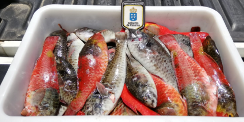 Incautación de pescado. Canarias