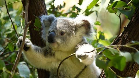 Koala