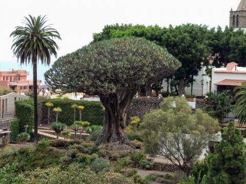 Drago de Icod de los Vinos. Tenerife