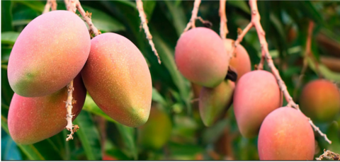 Mangos de Gran Canaria