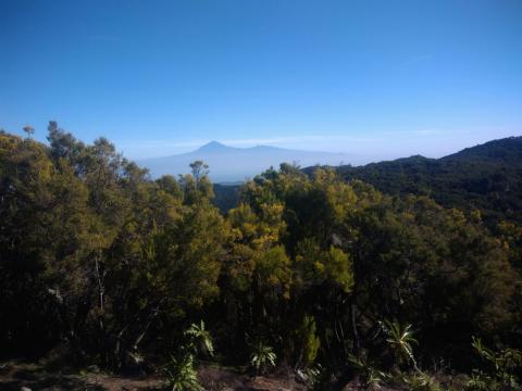 Vistas del Teide desde el alto de Garajonay. La Gomera