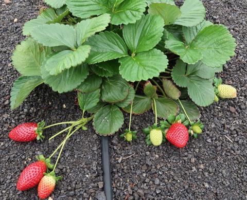 Planta de fresas