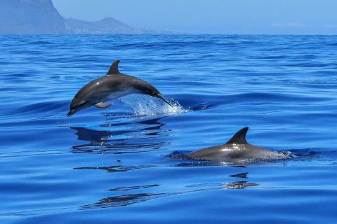 Delfines