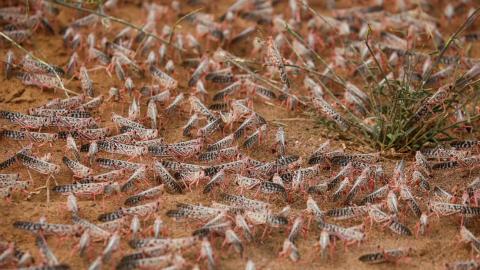 Plaga de langosta. África Oriental