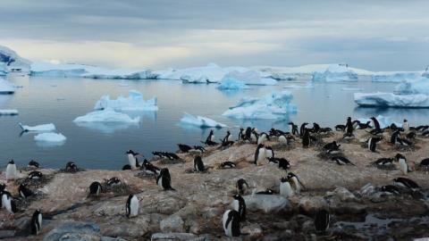 Pingüinos en la Antártida