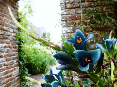 Puya chilena de flores turquesa en el Jardín Botánico