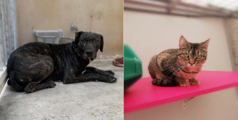 Tamy y Valeria. Albergue de Animales del Cabildo de Gran Canaria