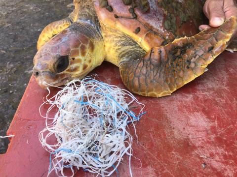 Tortuga atendida en el Centro de Recuperación de Fauna Silvestre de Tarifa. Gran Canaria