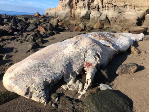 Cachalote muerto que varó en la playa Medio Almud en Mogán. Gran Canaria