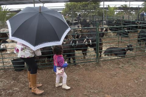 Feria de Ganado de La Laguna. Tenerife