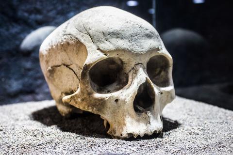 Cráneo de aborigen benahoarita del Museo Arqueológico Benahoarita
