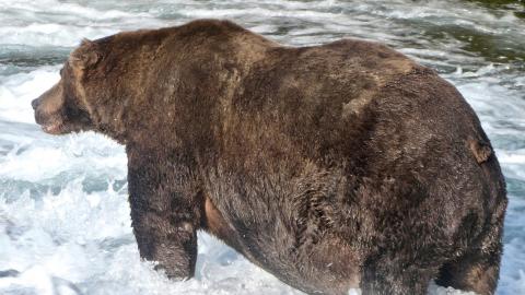 El oso 747 en el Parque Nacional de Katmai en Alaska, EEUU