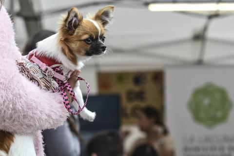 Feria de la Adopción de La Laguna / CanariasNoticias.es