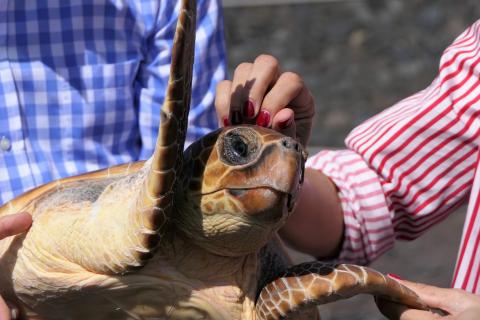 Suelta de tortugas en Valverde, El Hierro / CanariasNoticias.es