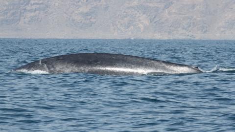 Ballena azul