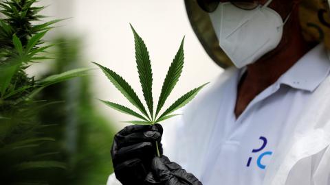 Propiedades terapéuticas del cannabis / Amir Cohen (Reuters)