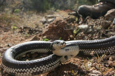 Culebra real de California / CanariasNoticias.es