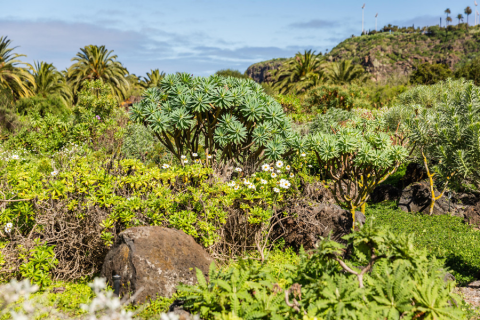 Jardín Canario Viera y Clavijo (Las Palmas de Gran Canaria) / CanariasNoticias.es