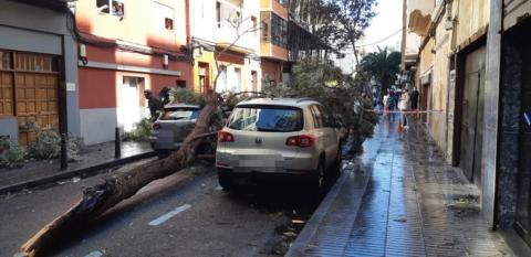 Calle La Naval. Caída de árbol/ canariasnoticias