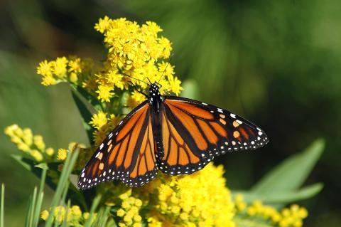 Mariposa monarca