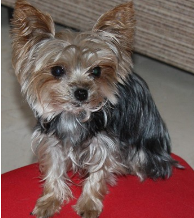 Yorkshire Terrier