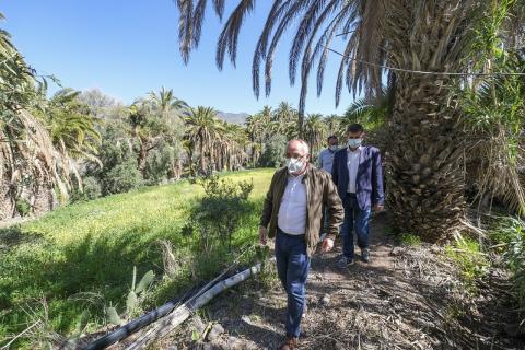 El Cabildo de Gran Canaria limpiará las palmeras y barrancos para prevenir incendios / CanariasNoticias.es