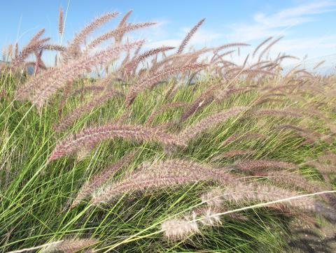 Rabo de gato (Pennisetum setaceum)