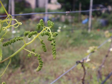 Consejo Regulador de Vinos de Gran Canaria / CanariasNoticias.es