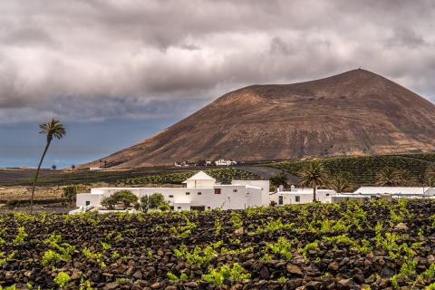 Bodegas El Grifo. Lanzarote