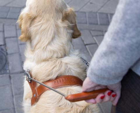 Perro guía