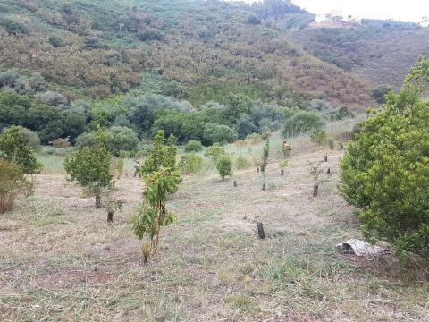 Zona reforestada de Gran Canaria / CanariasNoticias.es