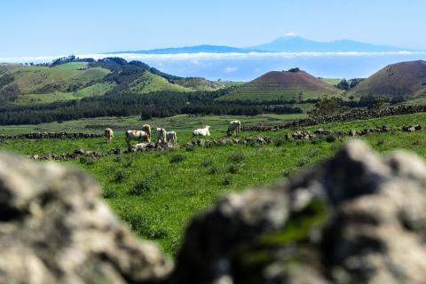 Se implanta el "Proyecto Ojeadores" en El Hierro / CanariasNoticias.es