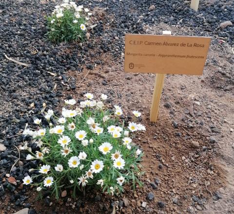 Jardines canarios en los colegios de Candelaria (Tenerife) / CanariasNoticias.es