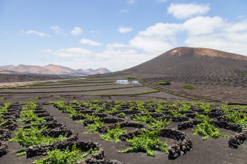 Viñedos en La Geria (Lanzarote) / CanariasNoticias.es