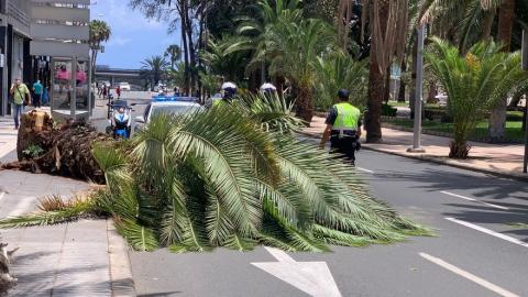 Caída de palmera en Las Palmas de Gran Canaria