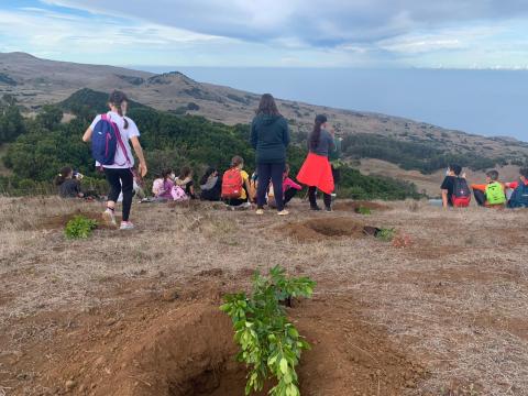 Repoblación forestal de Montaña de Ajonce (El Hierro) / CanariasNoticias.es