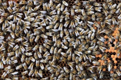 Abejas negras canarias / CanariasNoticias.es