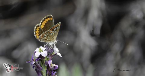 Aricia Cramera