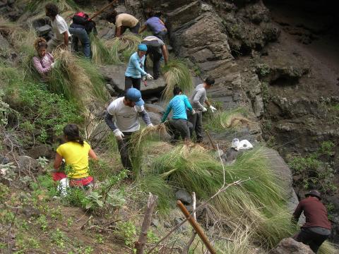 Voluntarios contra el rabo de gato en Buenavista del Norte (Tenerife) / CanariasNoticias.es