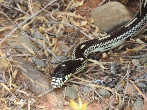 Culebra real de California / CanariasNoticias.es