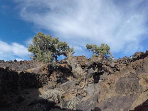 El «Patriarca» el árbol más viejo de Europa