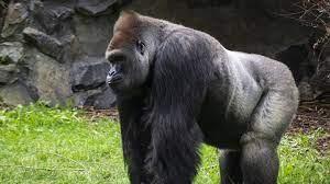 El Gorila Ozzie en el zoológico de Atlanta