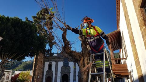 Poda de árboles en Teror (Gran Canaria) / CanariasNoticias.es