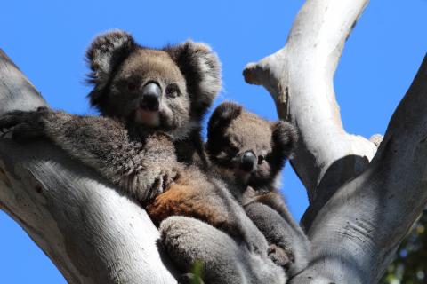 Koalas