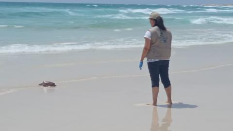 Suelta de tortuga en La Oliva (Fuerteventura) / CanariasNoticias.es