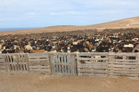 Explotación ganadera en Fuerteventura 